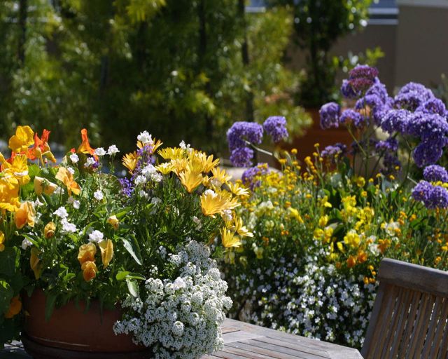 flowers17.jpg