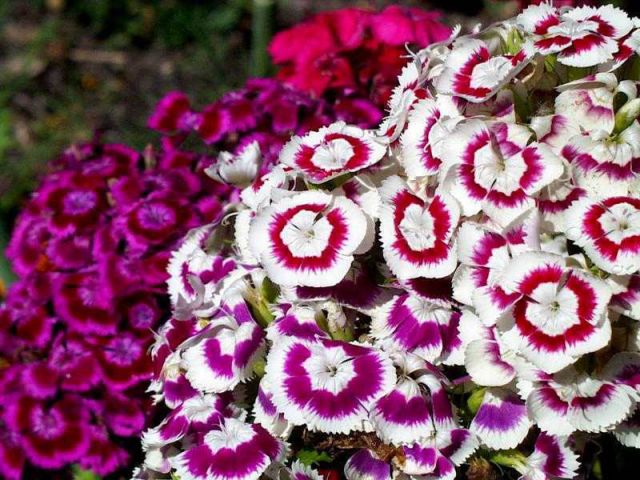 flowers18.jpg