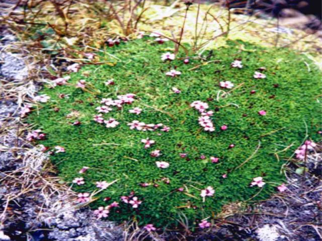 flowers19.jpg