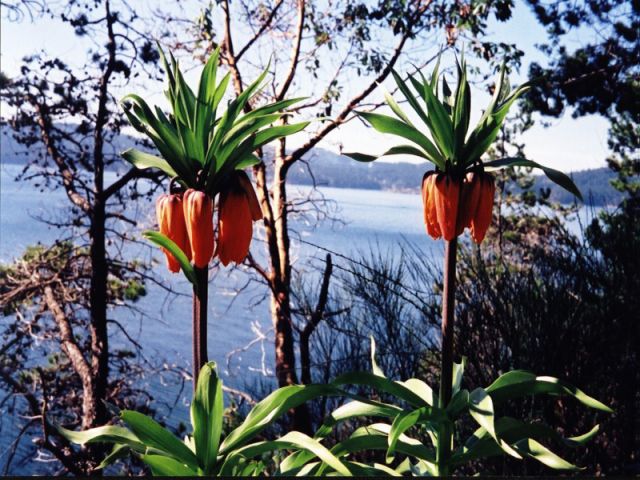 flowers22.jpg