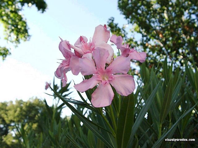 flowers24.jpg