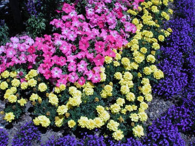 flowers5.jpg