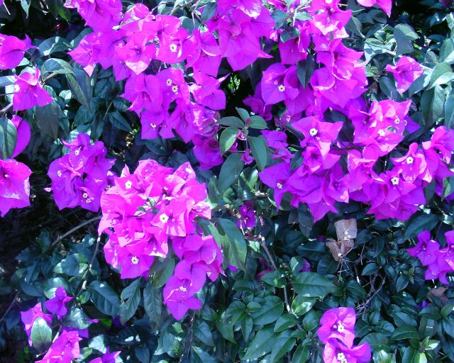 flowers8.jpg