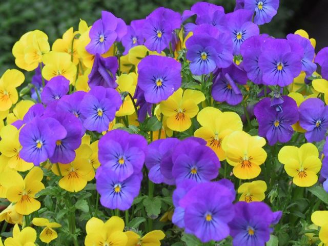 flowers9.jpg