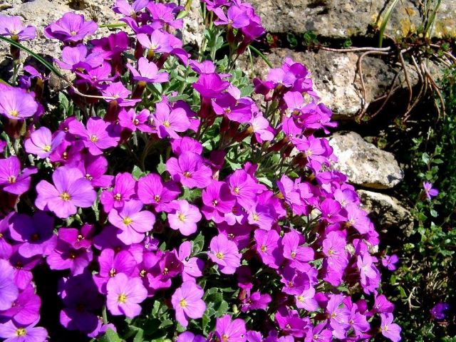 mymatedave-flowers-on-stone-wall.jpg