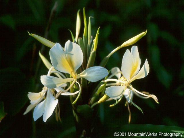 orchids.jpg