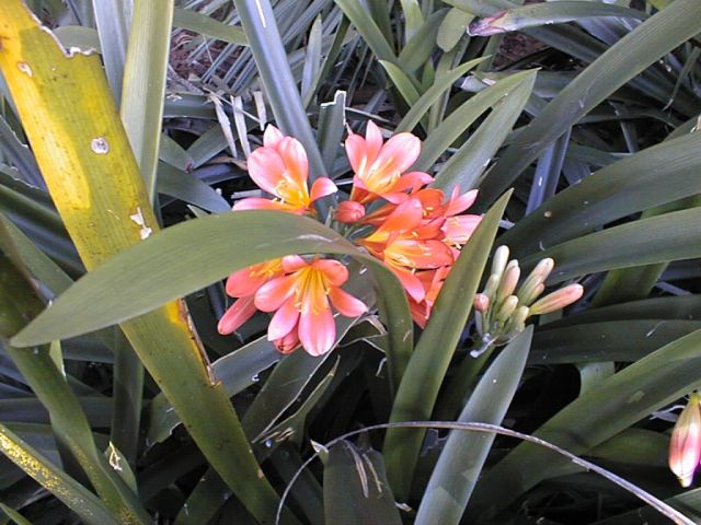 sydney-botanical-flowers.jpg