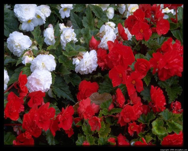 visby-flowers-82.4.jpg