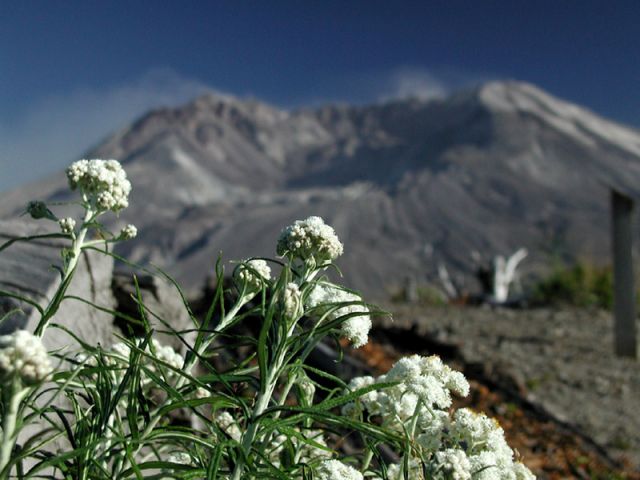 volcano-flowers.h900.jpg