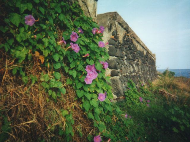 vulcano-southern-end-flowers.jpg