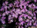 002-lavender_flowers.jpg
