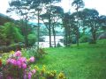 Flowers-trees-river.jpg