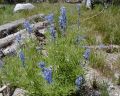 Flowers14.jpg