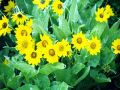 Flowers16.jpg