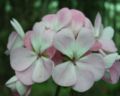 Flowers20.jpg