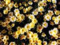 Flowers23.jpg