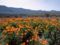 Flowers=1024x768.jpg