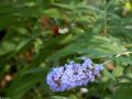Flowes-001.jpg