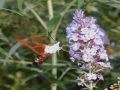 Flowes-003.jpg