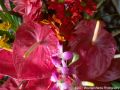 anthuriums.jpg