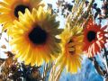 artificial-flowers-red-and-yellow-sunflowers-tweaked-2-AJPP.jpg