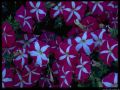 butchart-flowers-30.4.jpg