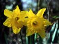 easter-flowers.jpg