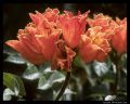 flowers-from-the-sd-zoo-large.jpg