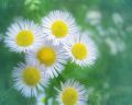 flowers-in-memory1280.jpg