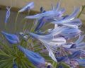 flowers.jpg