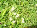 flowers.orig.jpg