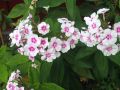 flowers10.jpg