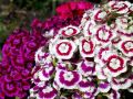 flowers18.jpg