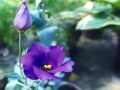 flowers2.jpg
