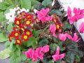 flowers21.jpg
