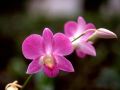 flowers4.jpg