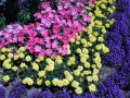 flowers5.jpg