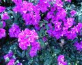 flowers8.jpg