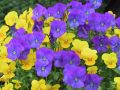 flowers9.jpg