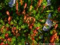 flowersfromabove.jpg