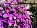 mymatedave-flowers-on-stone-wall.jpg
