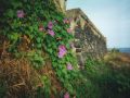 vulcano-southern-end-flowers.jpg