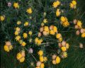 wild-flowers-1-MY.jpg