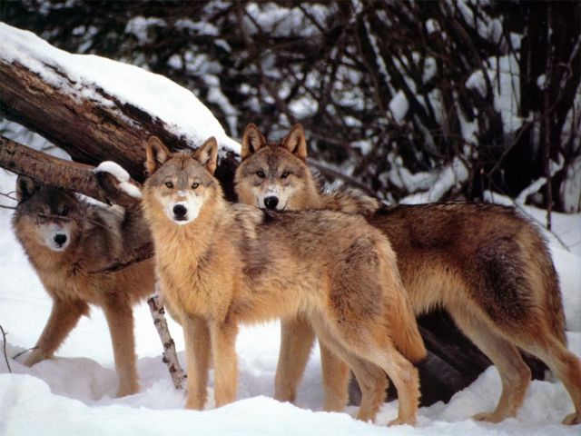 loups001.jpg