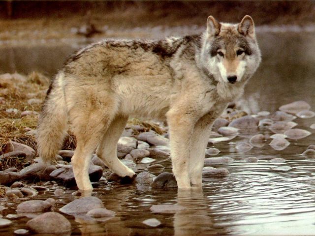 loups005.jpg