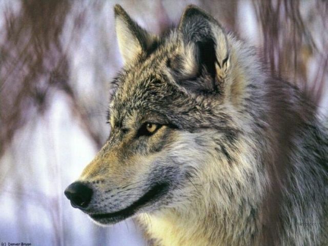 loups006.jpg