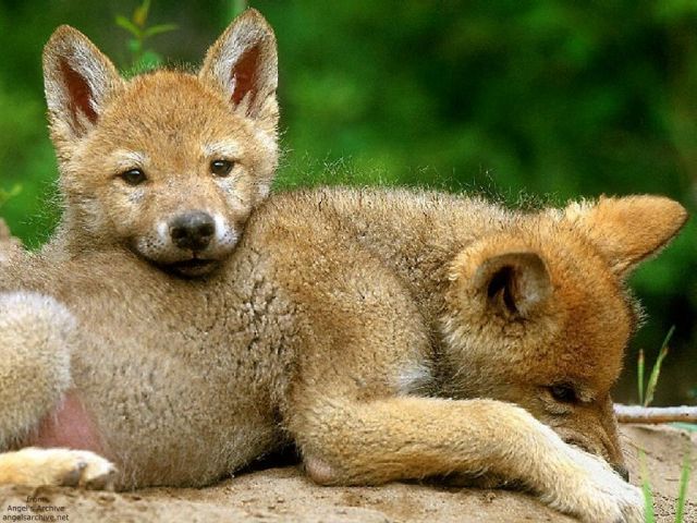 loups008.jpg