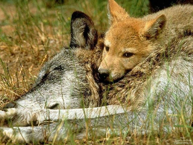 loups012.jpg