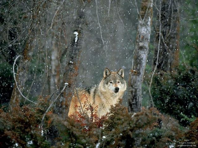 loups014.jpg