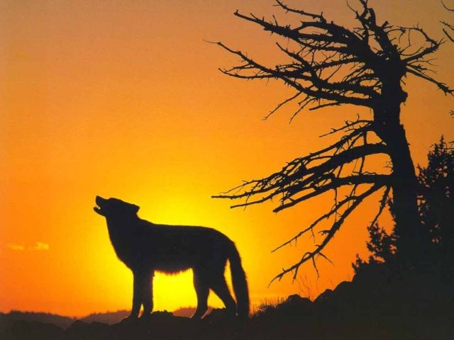 loups016.jpg